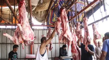 تحديث جديد في أسعار اللحوم داخل أسواق كفر الشيخ خلال تعاملات يوم السبت